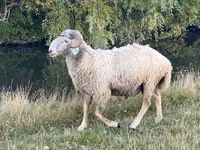 Qoʻchqor, Karakul sheep — 4-rasm