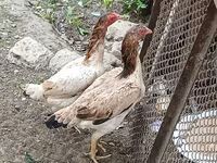 Chickens — फ़ोटो 2
