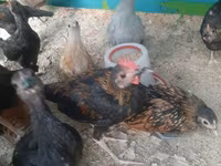 Chickens — Foto 4