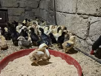 Chickens — foto 3