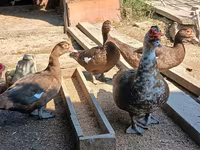 Ducks — Foto 4