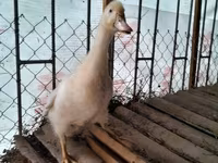 अमेरिकन पेकिन — फ़ोटो 1