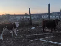 Cow, Cattle — photo 2