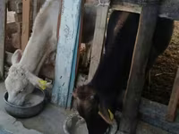 Bulle, Swiss cattle — Foto 2
