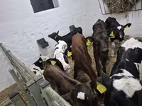 सांड, Russian Black pied cattle — फ़ोटो 2