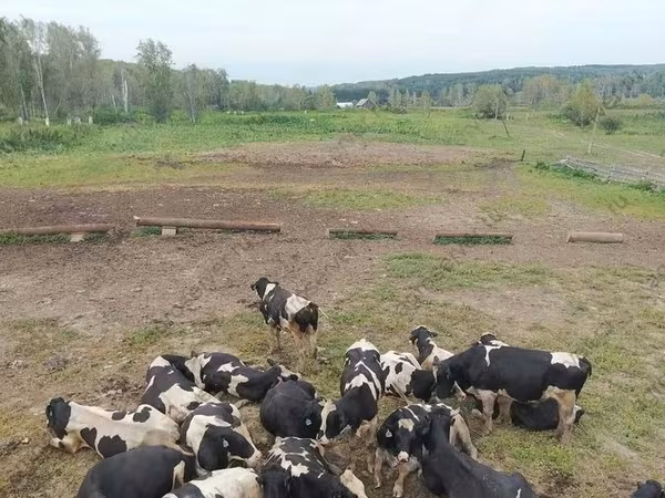 Bulle, Holstein-Rasse