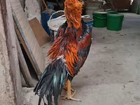 Chickens — Foto 6