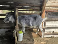 बकरी, Alpine goat — फ़ोटो 7