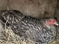 Chickens — الصورة 5