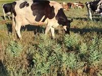 Kuh, Holstein-Rasse — Foto 2