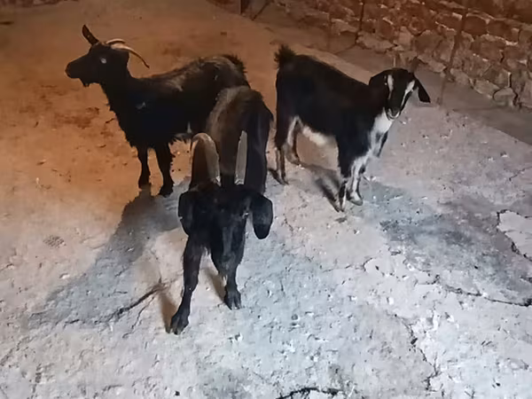 Keçilər (partiya, cinsi göstərilməyib), Keçilər — Azərbaycan