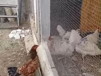 Chickens — Foto 1