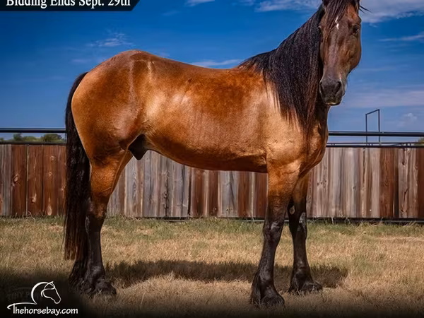 At, Friesian