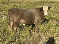 Bulle, Kasachische Weißkopfkuh — Foto 8