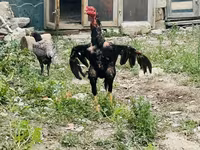Chickens — 3-rasm