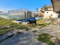 Cabra, Cabras — foto 2