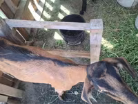 Goat, Nubian Goat — photo 6