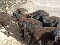 أغنام (دفعة، الجنس غير محدد), Tajik sheep — الصورة 3