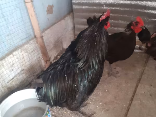 Chickens
