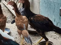 Chickens — الصورة 4