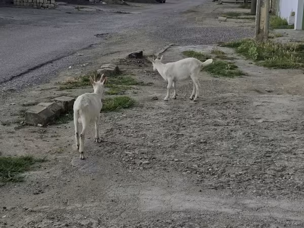 公山羊, Goats