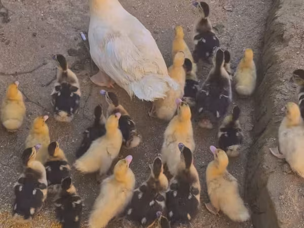 Ducks