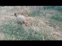 Вівця, Вівці — фото 2