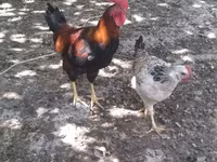 Chickens — फ़ोटो 3