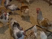 Chickens — Foto 2