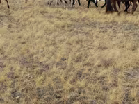 Horses (batch, sex not specified), Horses — photo 1