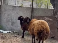 أغنام (دفعة، الجنس غير محدد), Blackheaded Persian sheep — الصورة 2