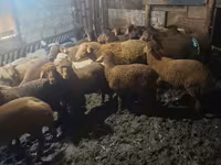 Ovejas (lote, sexo no especificado), Ovejas — foto 4