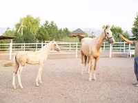 فرس, Akhal-Teke — الصورة 2