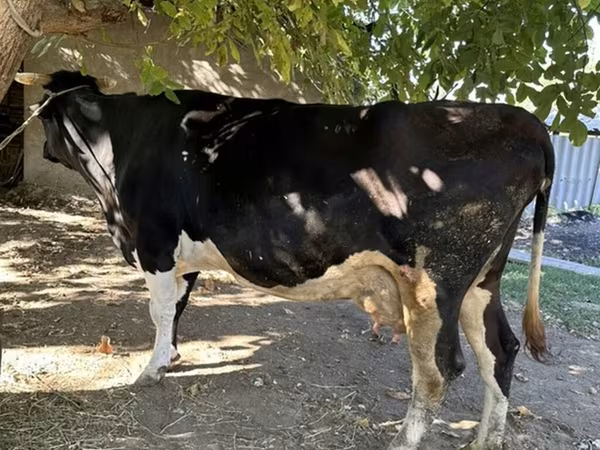 Sigir, Gollandiyalik zot