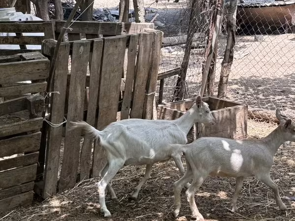 Коза, Зааненская коза