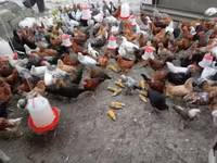 Chickens — 1-сурет