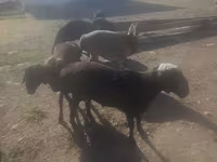 كبش, الأغنام — الصورة 4