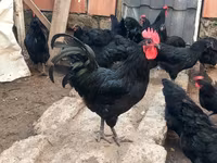 Australian Pit Game fowl — photo 2