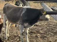 Bulle, Holstein-Rasse — Foto 1