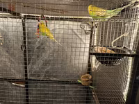 Böyük daxili quş volyeri 3 edet bulbul ikisi erkey biri disidir 2 cex — Foto 4