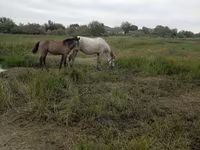 Yegua, Caballos — foto 1