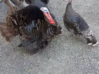 Turkeys — Foto 1