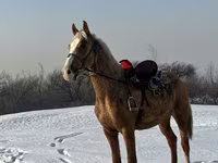 حصان, الخيول — الصورة 3
