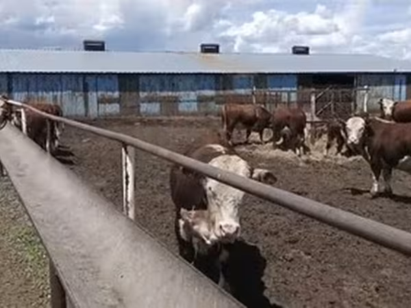 Hereford
