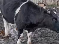 公牛, Cattle — 照片 1