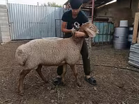 Qoyunlar (partiya, cinsi göstərilməyib), Arashan sheep — foto 6
