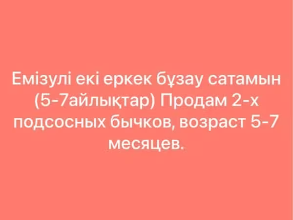 Бик, Велика рогата худоба