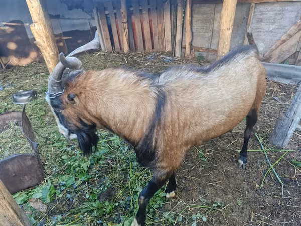 Козёл, Ламанча коза