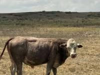 Bulle, Simmental cattle — Foto 4