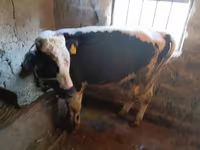 Toro, Ganado vacuno — foto 4